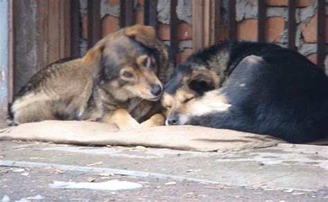 México es primer lugar por número de perros callejeros