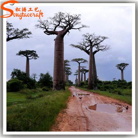 Giant Baobab Trees For Sale Baobab Tree For Landscape - Buy Baobab ...