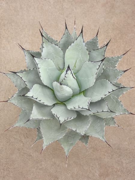 Agave Parryi Var Neomexicana Agaven Gartenpflanzen Palmenmann