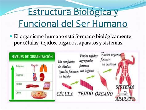 Estructura Biol Gica Y Funcional Del Ser Humano Ppt