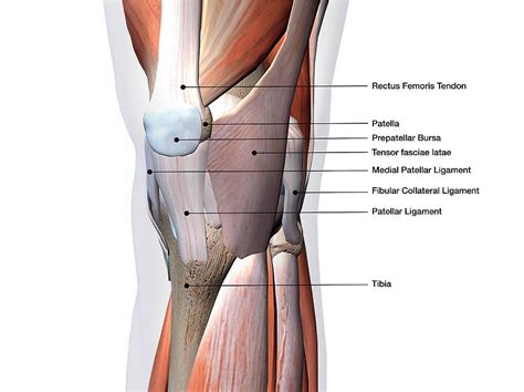 Knee Joint Showing Muscles Photograph by Hank Grebe - Pixels