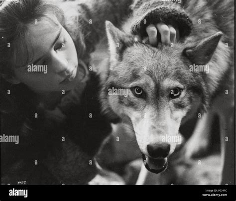 Original Film Title: THE COMPANY OF WOLVES. English Title: THE COMPANY ...