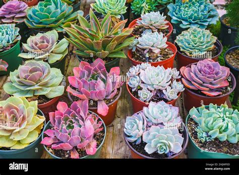 Types Of Succulents