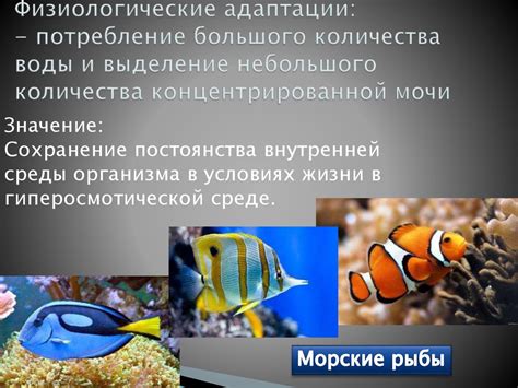 Приспособленность организмов к среде обитания, как результат ...