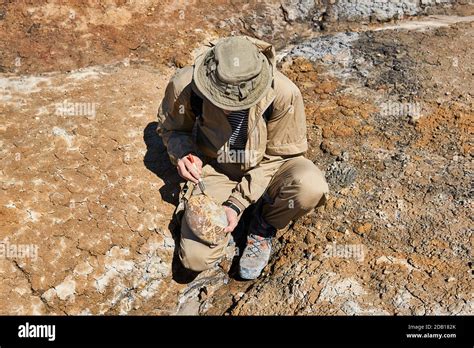 paleontologist holding and brushes a rounded ovoid fossil resembling an ...