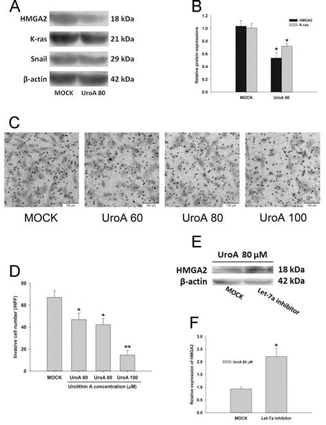 Antiproliferative Effect Of Urolithin A The Ellagic Acid Derived