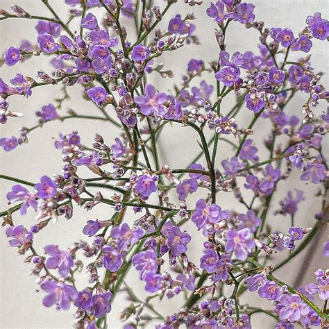 Statice Sea Lavender Seeds Nz Barrhill Blooms