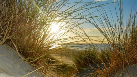 Sand Dunes With Beach Grass On A Sunny Day Stock Image Image Of