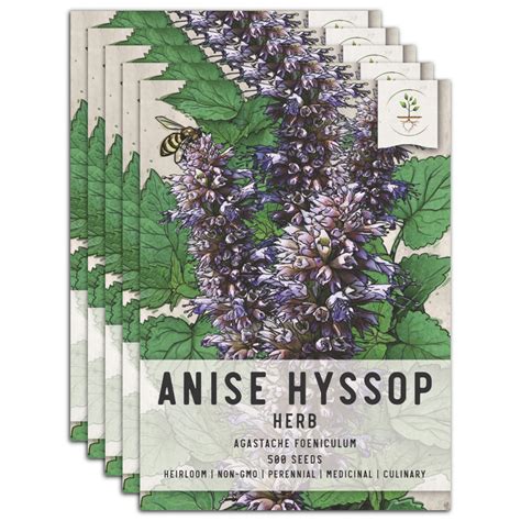 Anise Hyssop Herb Seeds For Planting Agastache Foeniculum Seed Needs