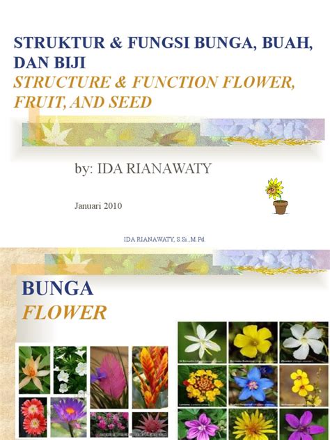 Struktur And Fungsi Bunga Buah Dan Biji Structure And Function Flower