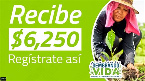 Sembrando vida 2024 regístrate así YouTube