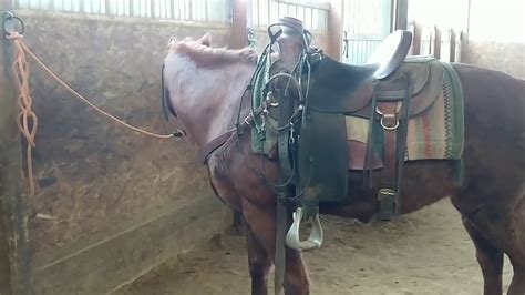 How To Tie Your Horse Properly When You Go To Lunch Or Take A Break