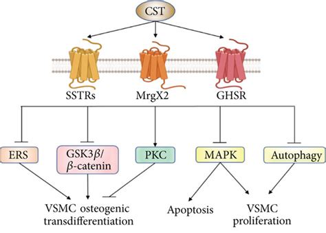 The Mechanisms Of Cst In Attenuating Vascular Dysfunction Cst