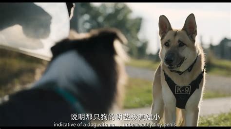 复仇狗联盟strays 原声中英双字1080p4k Mkv51gb98gb 2023美国喜剧冒险 Hdsay高清乐园