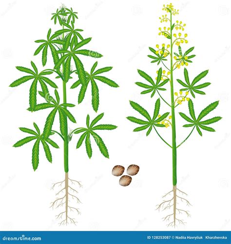 Female and Male Cannabis Plant with Seeds on a White Background. Stock ...