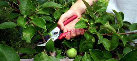 Calgary Landscape Maintenance: Pruning Tips From the Pros