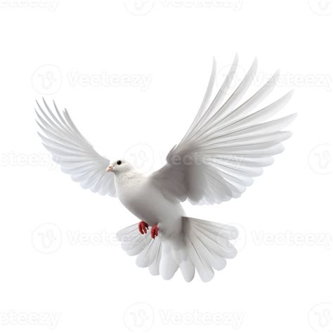 White Dove Flying With Wings Wide Open Isolated On A Transparent