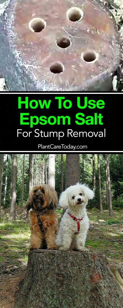 How To Remove A Tree Stump Using Epsom Salt HOWOTREMO