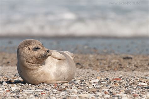 Seehund | Naturfotografie Axel Horn