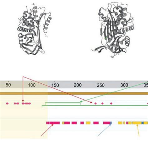 C Inhibitor Structure A And B Spatial Organisation C Schematic