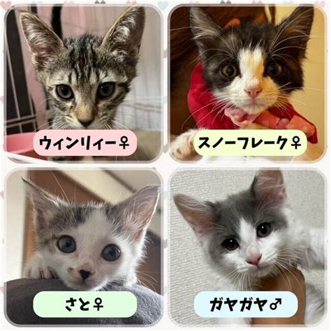 パルボを乗り越えた！奇跡の子猫たちの譲渡会を7月7日にデビュー！運命の家族と出会う準備は整いました！岐阜最大級、子猫譲渡会オアシスパーク川島