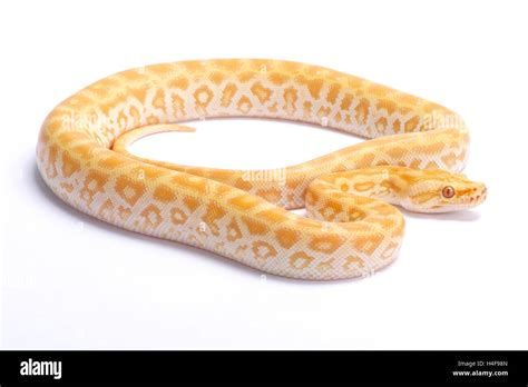 Burmese Pythonpython Bivittatuslabyrint Albino Stock Photo Alamy