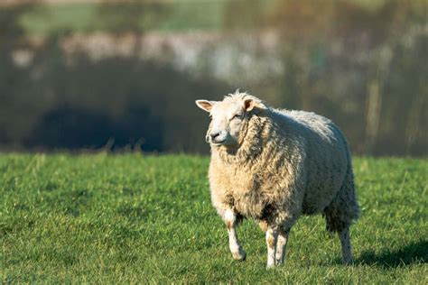 Babydoll Sheep Association: Unveiling the Charms