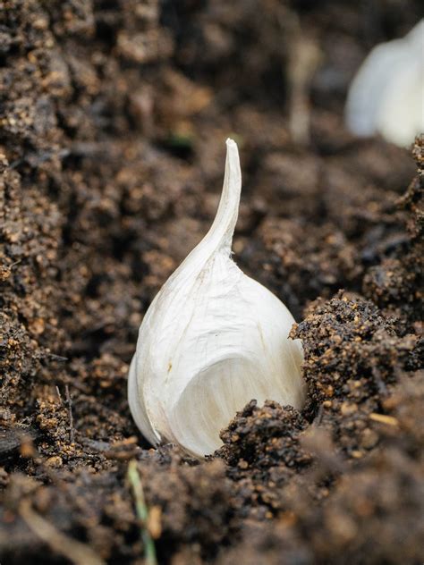 How I Grow Garlic For Big Yields Every Year – Garden Betty