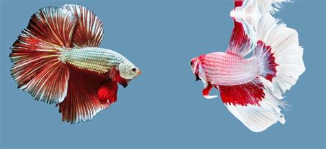 Dragon Scale Betta Fish Lifespan Care Guides And More