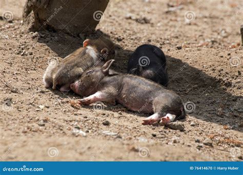 Several pot bellied pig stock photo. Image of baby, small - 76414670