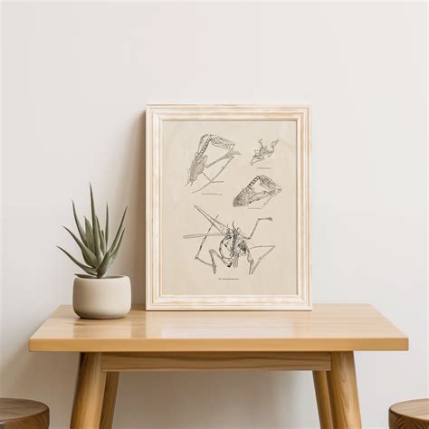 Vintage Pterodactyl Fossil Anatomy Early Paleontology 1800s Science
