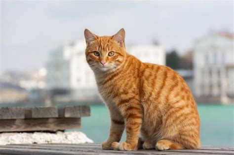 Orange Tabby Cats: Facts, Lifespan & Intelligence - All About Cats