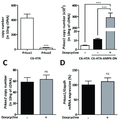 Metabolic Profiling And Atp Production Rate Of C6 Rtta Ampk Dn Cells