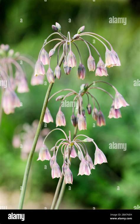 Nectaroscordum Siculum Allium Nectaracsardium Allium Siculum Honey