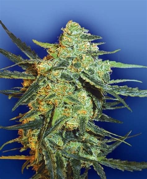 Blueberry Skunk Strain Information Cannaconnection