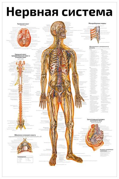 Плакат обучающий А2 ламинир Нервная система медицинский анатомический