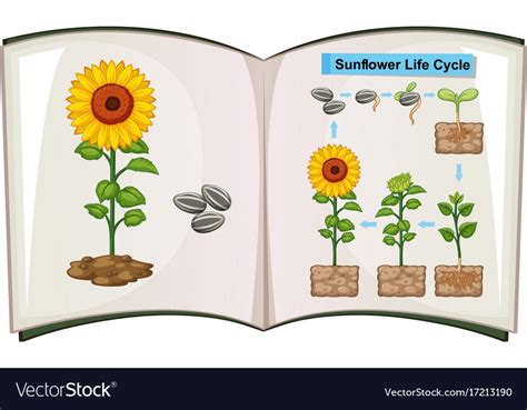 Sunflower Life Cycle Diagram Sharyl Limon