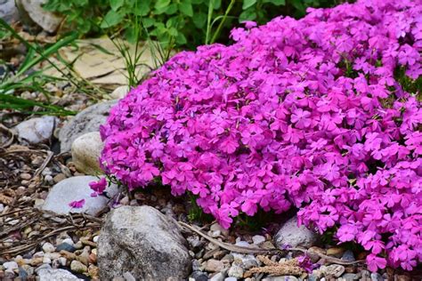 The best ground cover plants to use in your landscape