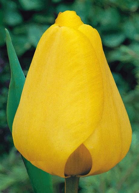 Tulpe Golden Apeldoorn Grosspackung Kaufen Einfach Online Bestellen