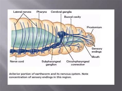 Segmented Nervous System In Annelidspptx