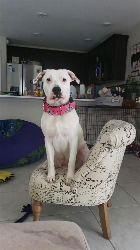 German Shepherd Dogo Argentino Mix Atelier Yuwaciaojp