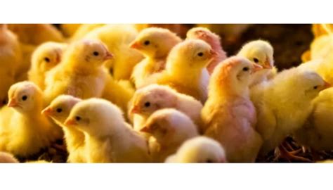 Senar lança curso online para produtores de aves e suínos integrados