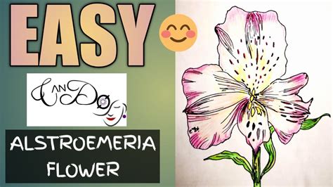 How To Draw An Alstroemeria Flower Peruvian Lilly Step By Step For