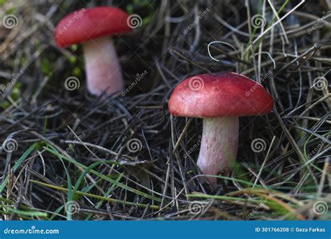 Lactarius Deliciosus Commonly Known As The Delicious Milk Cap Saffron