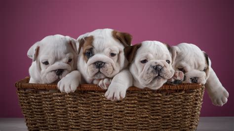 Cute Four English Bulldog Puppy Inside Bamboo Basket In Onion Purple