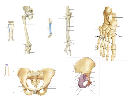 Marieb Pelvic Girdle Lower Limb Diagram Quizlet