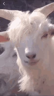 Goat GIFs | Tenor