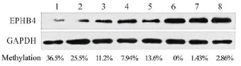 Western Blot Analysis Of Ephb4 Protein Expression Levels In The All And Download Scientific