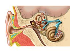 Cochlear Nerve: Anatomy, Function, and Treatment