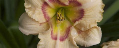 Daylily Hemerocallis Siloam Dream Baby